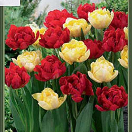 Tulip 'Red & Yellow Mixture'