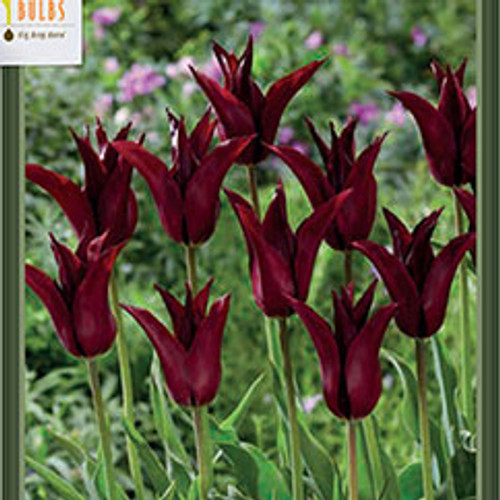 Tulip 'Sarah Raven'