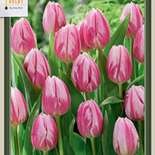 Tulip 'Bojangles'
