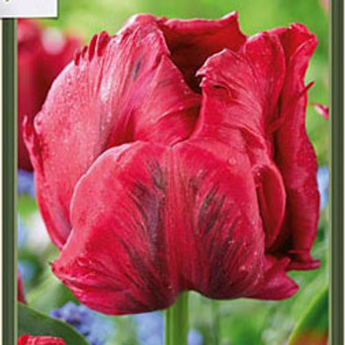 Tulip 'Red Madonna'