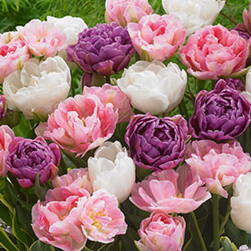Tulip 'Double Late Mixture'