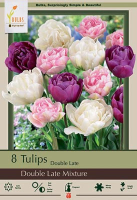 Tulip 'Double Late Mixture'