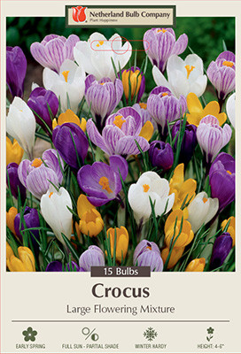 Crocus 'Large Flowering Mixture'