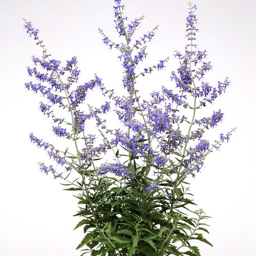 Perovskia 'Crazy Blue'