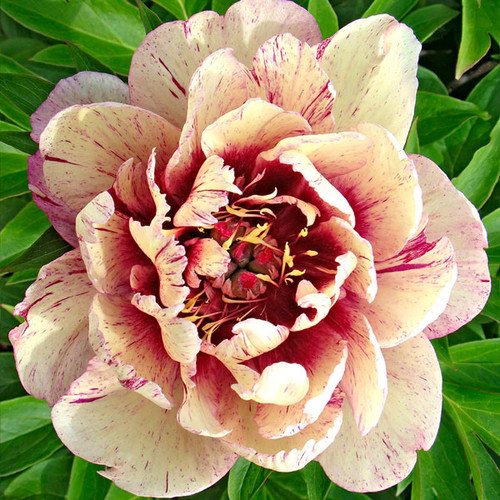 Paeonia Itoh x 'Hillary' - Horsford Gardens and Nursery