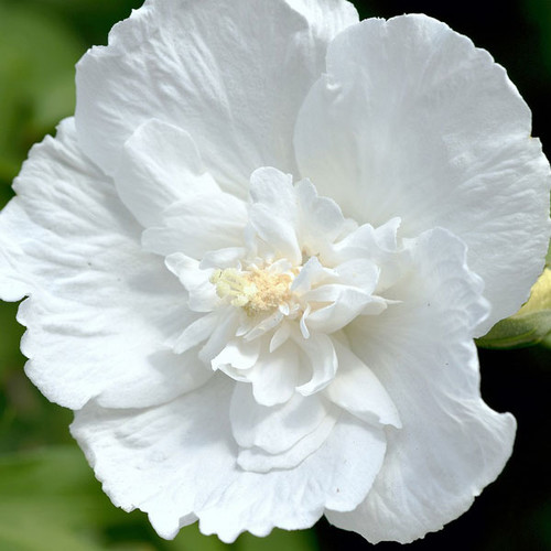 Hibiscus syriacus 'White Chiffon'
