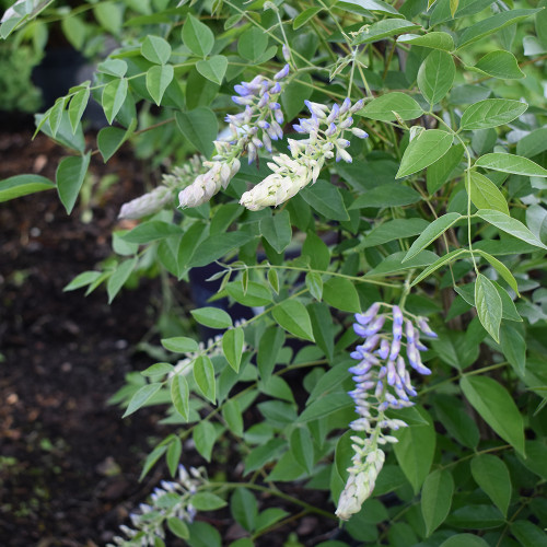 Wisteria