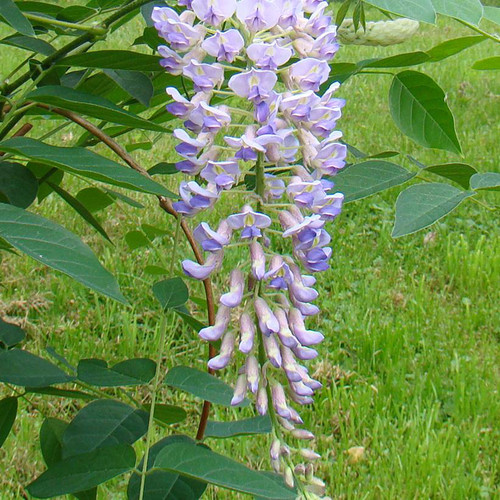 Wisteria