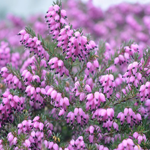 Erica carnea (pink)