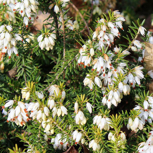 Erica carnea (white)