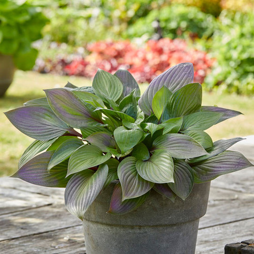 Hosta 'First Blush'
