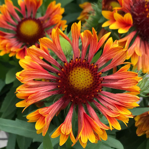 Gaillardia 'Spintop Copper Sun'