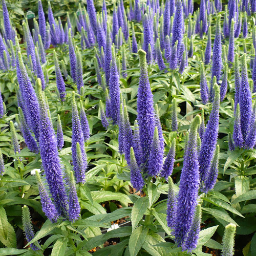 Veronica spicata 'Royal Candles'