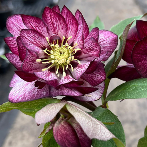 Helleborus 'Whirlwind Romance'