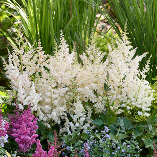 Astilbe chinensis 'Visions in White Delight'