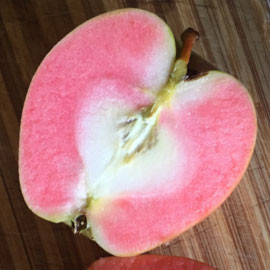 Malus 'Airlie Red Flesh'