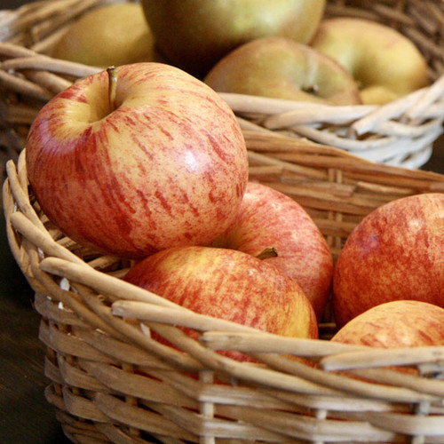 Malus 'Duchess of Oldenburg'