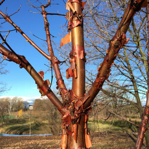 Acer griseum