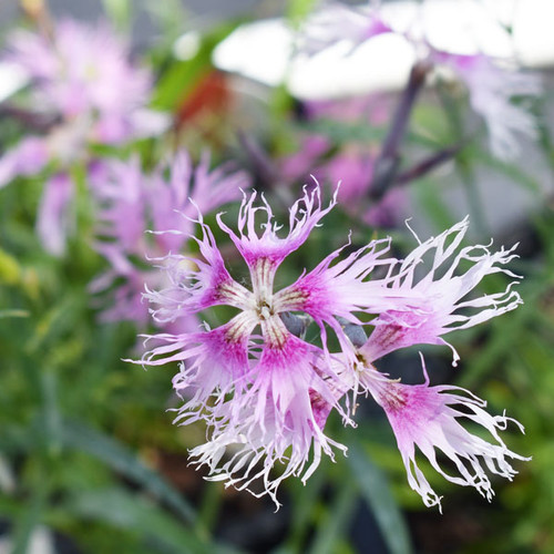 Dianthus x hybrida 'Rainbow Loveliness'