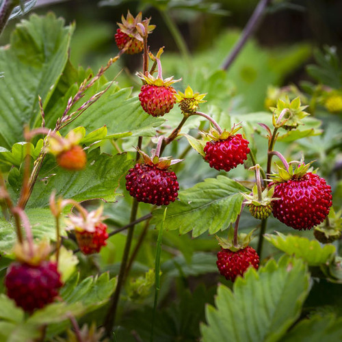 Fragaria vesca