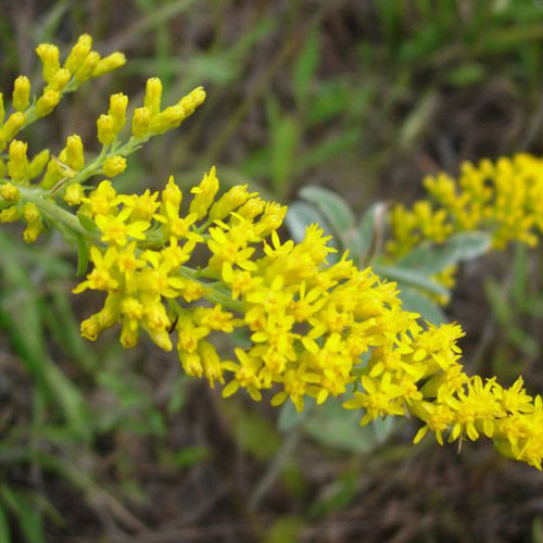 Solidago nemoralis
