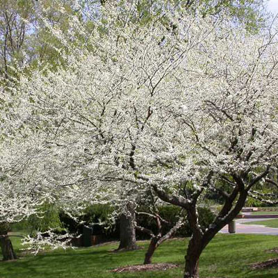 Cercis canadensis 'Royal White'