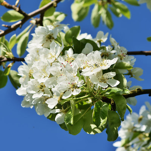 Malus 'Weeping Tina'