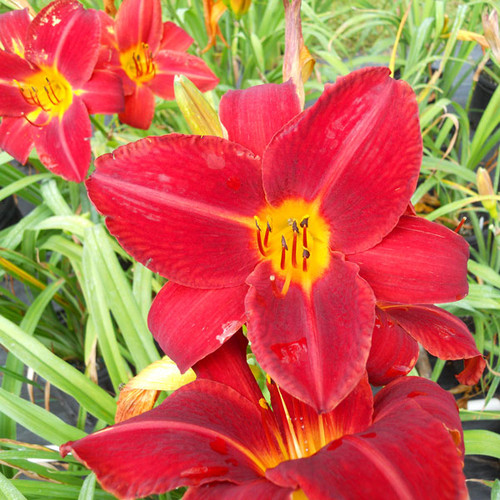 Hemerocallis 'Baja'