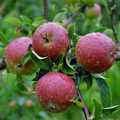 Malus 'Sweet Delicious'