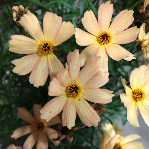 Coreopsis 'Fall Sensation Sandstone'