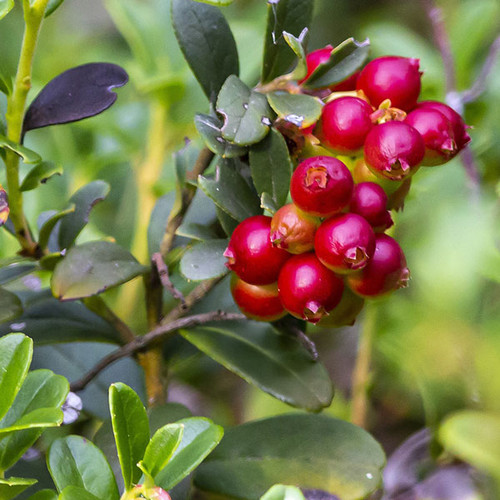 Vaccinium vitis-idaea 'Red Sunset'