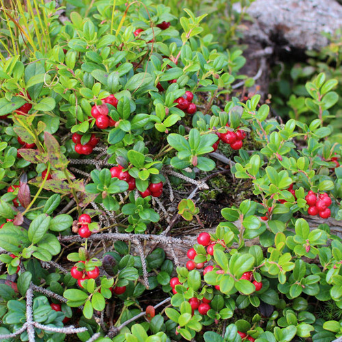 Vaccinium vitis-idaea 'Linnea'