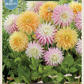 Dahlia 'What's Your Motto'