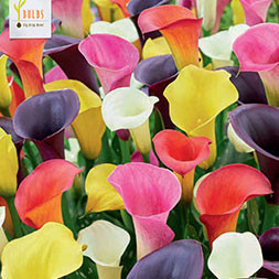 Zantedeschia 'Mixture'