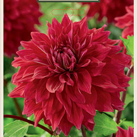 Dahlia 'Babylon Red'