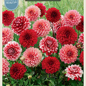 Dahlia 'Fubuki Blend'