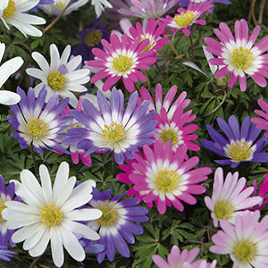 Anemone 'Blanda Mixture'