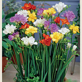 Freesia 'Double Mixture'