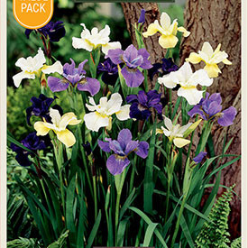 Iris siberica 'Mixture'