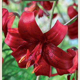 Lilium tigrinum 'Red Velvet'