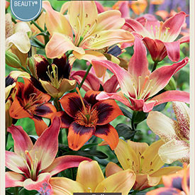 Lilium asiatic 'Easy Blend'