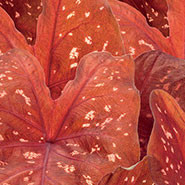 Caladium 'Burning Heart'