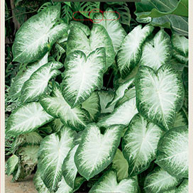 Caladium 'Aaron'