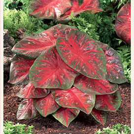 Caladium 'Red Flash'