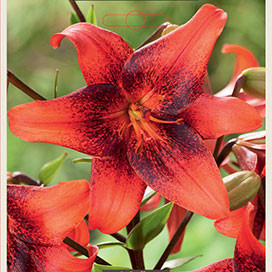 Lilium tigrinum 'Strawberry Event'