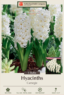Hyacinth 'Carnegie'