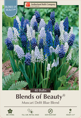 Muscari 'Delft Blue Blend'