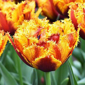 Tulip 'Bastia'
