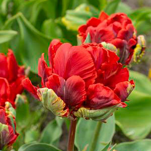 Tulip 'Rococo Double'