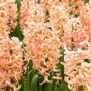 Hyacinth 'Gipsy Queen'